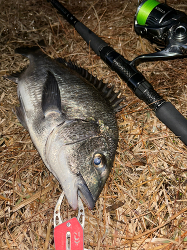 クロダイの釣果