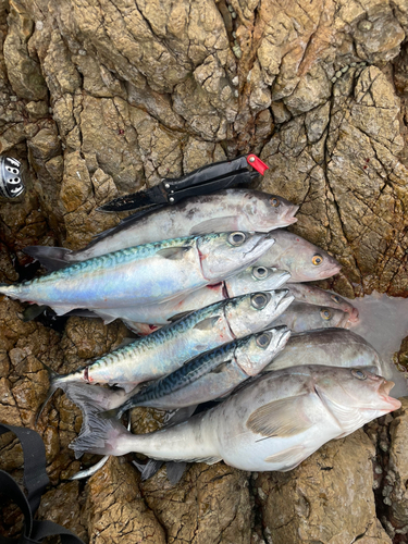 ホッケの釣果