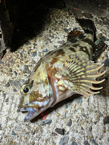 アラカブの釣果