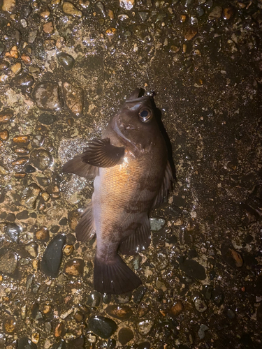 メバルの釣果