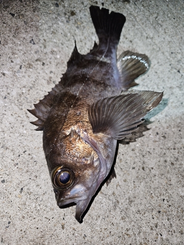 メバルの釣果