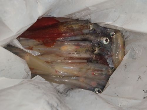 ヤリイカの釣果