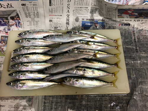 サバの釣果