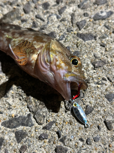 アラカブの釣果