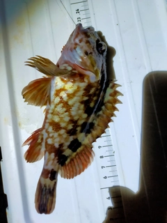 カサゴの釣果