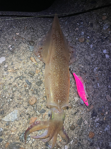 ヤリイカの釣果