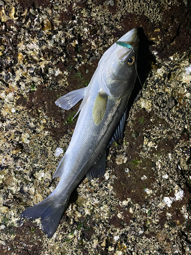 スズキの釣果