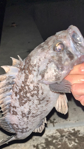 クロソイの釣果