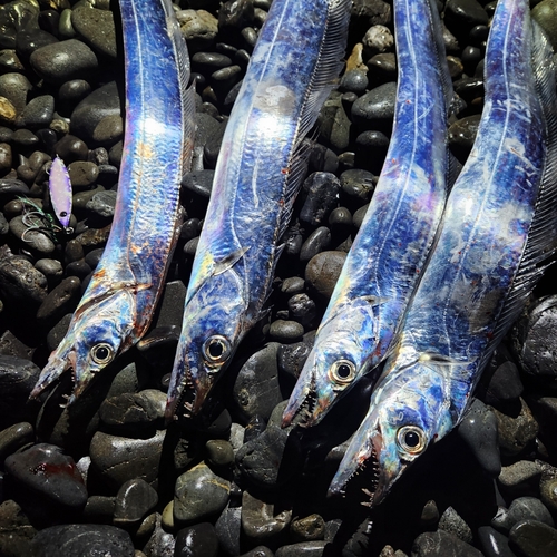 タチウオの釣果