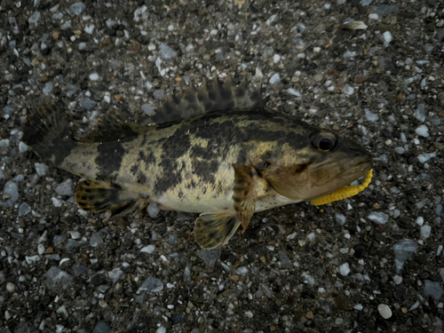 タケノコメバルの釣果