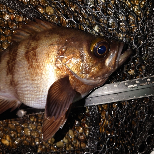 メバルの釣果