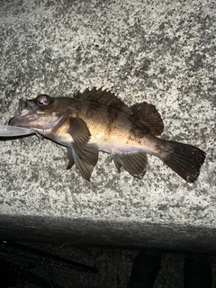 シロメバルの釣果