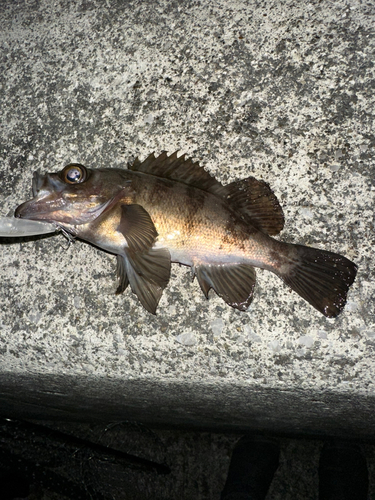 シロメバルの釣果