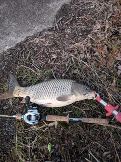 フナの釣果