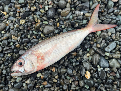 ハチビキの釣果