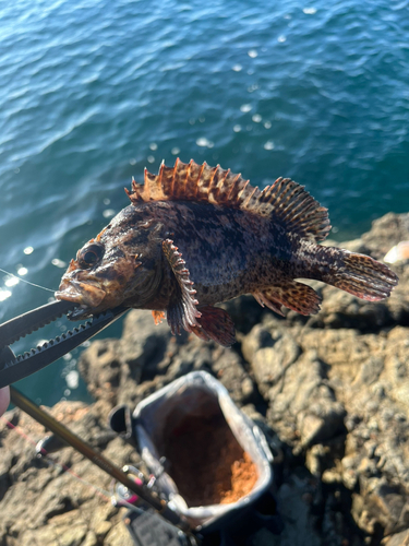 ムラソイの釣果