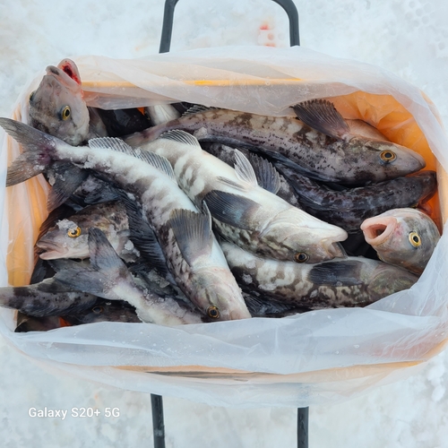 ホッケの釣果