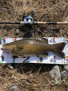 スモールマウスバスの釣果