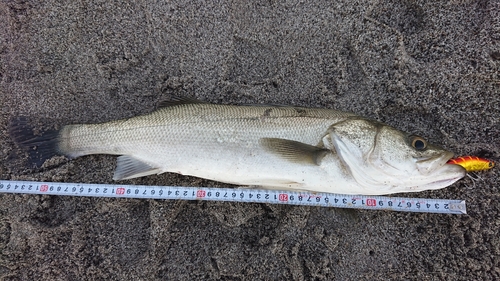 スズキの釣果