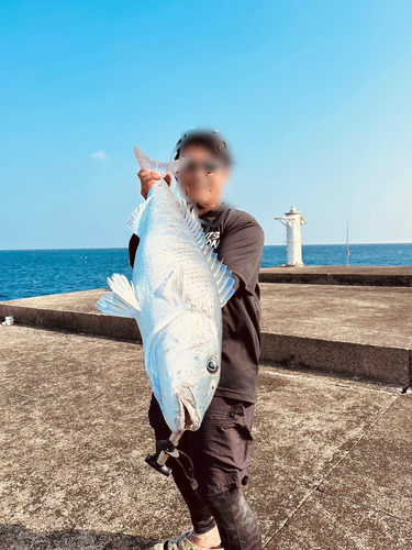 アオチビキの釣果