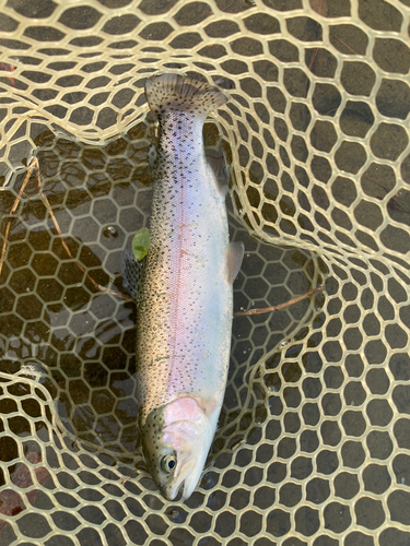 トラウトの釣果