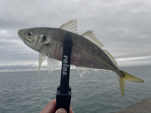 マアジの釣果