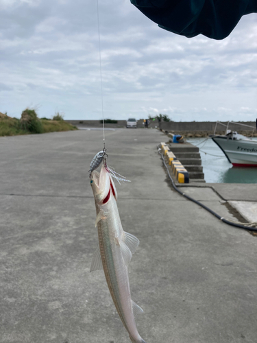 エソの釣果