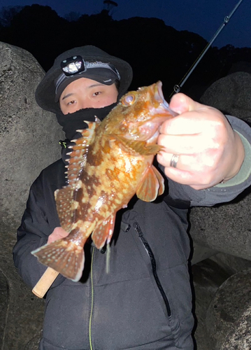 カサゴの釣果