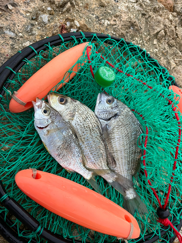 ホシミゾイサキの釣果