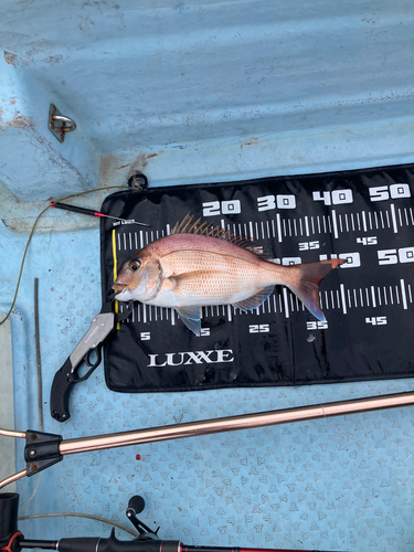 マダイの釣果