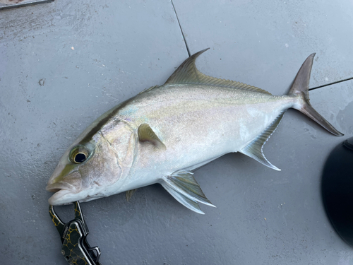 ヒレナガカンパチの釣果