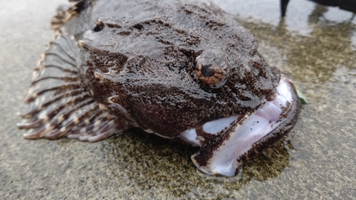 ギスカジカの釣果