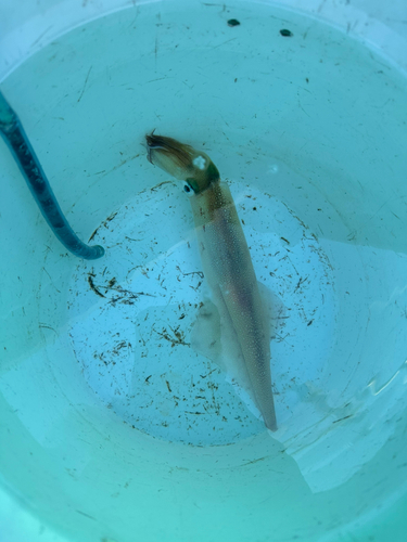 アマダイの釣果