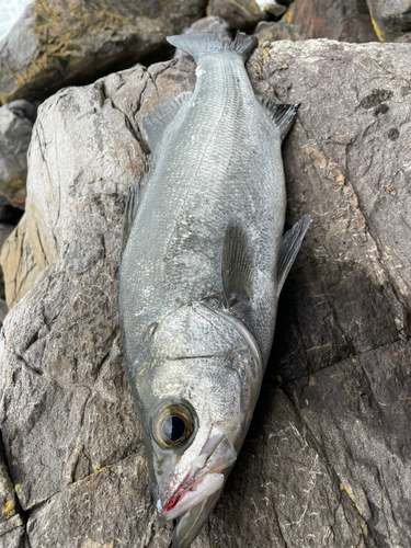 ヒラスズキの釣果