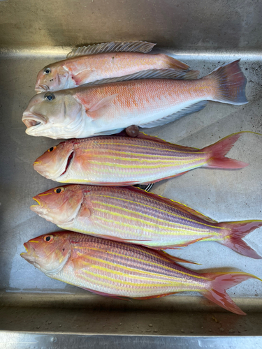 シロアマダイの釣果