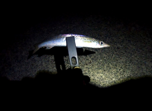 カマスの釣果