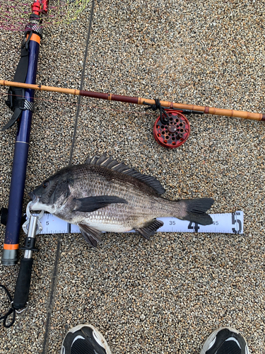 クロダイの釣果