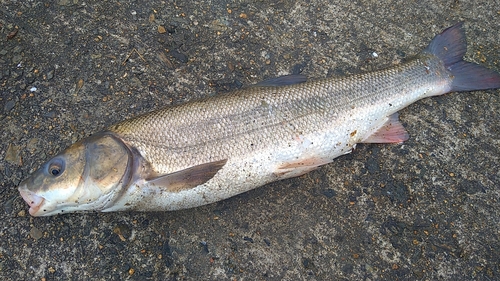 マルタウグイの釣果