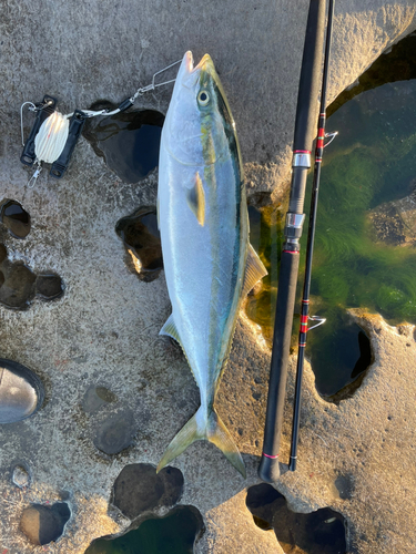 ブリの釣果