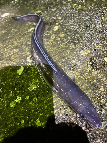 アナゴの釣果