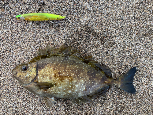 アイゴの釣果