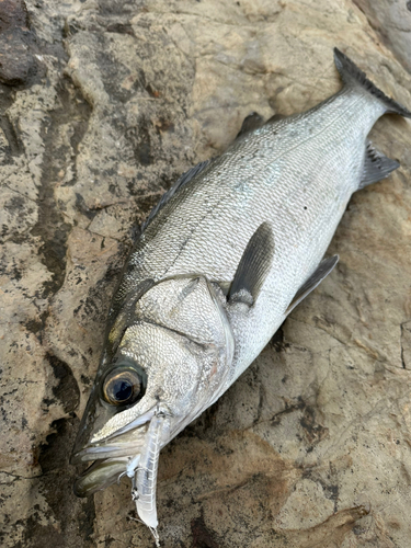 ヒラスズキの釣果