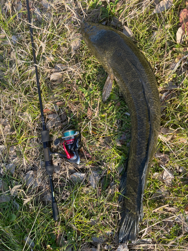 ライギョの釣果