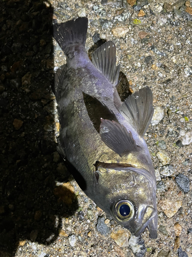 メバルの釣果