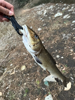 ニゴイの釣果