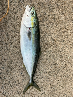 ハマチの釣果