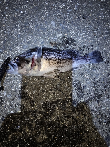 クロソイの釣果