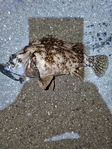 オウゴンムラソイの釣果