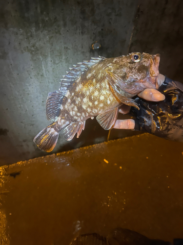 カサゴの釣果