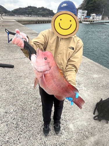 コブダイの釣果